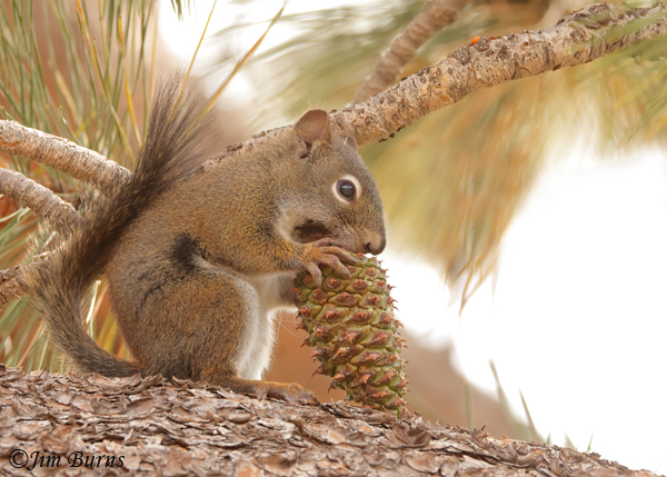 Red Squirrel, also known as Chickaree, with Ponderosa Pine cone--1301