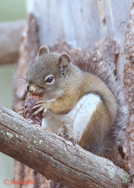 Red Squirrel, also known as Pine Squirrel, with pine cone--O7586