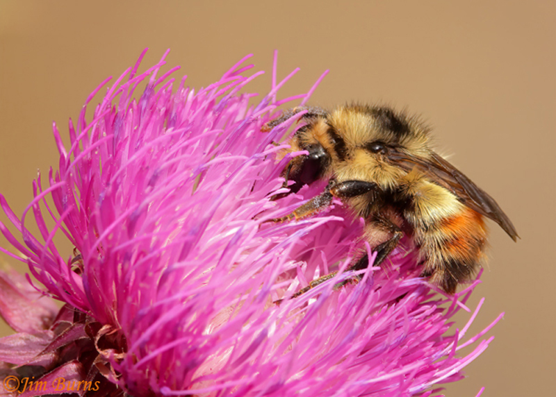 Red-belted Bumblebee