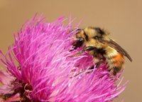 Red-belted Bumblebee 