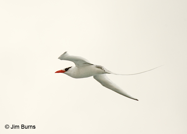Red-billed Tropicbird in flight