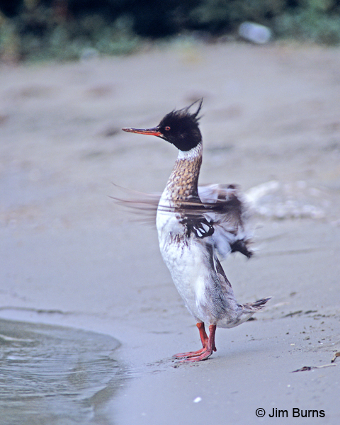 Red-breasted Merganser dancing in the sand