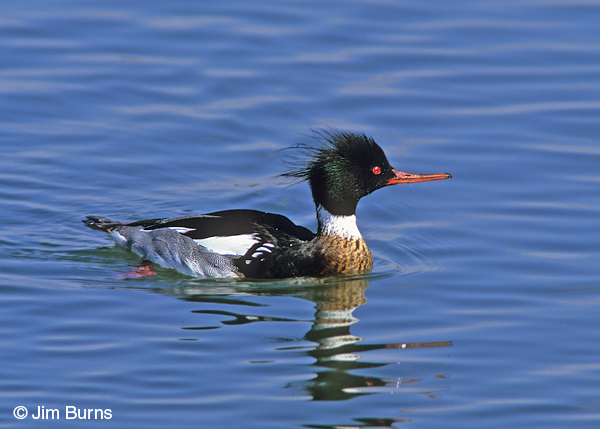 Red-breasted Merganser male adult