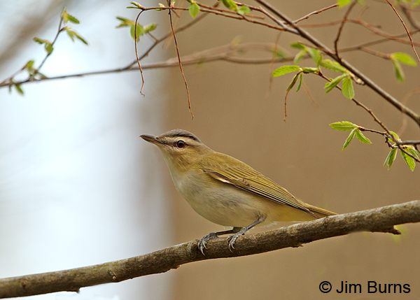 Red-eyed Vireo on branch