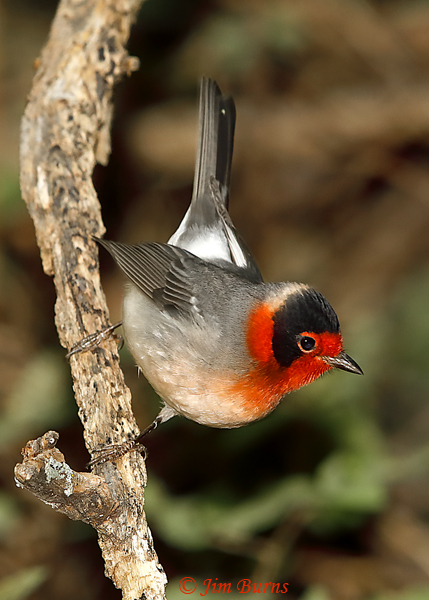 Red-faced Warbler on alert--5570