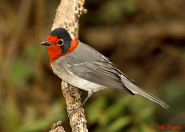 Red-faced Warbler adult--5630