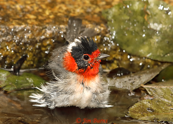 Red-faced Warbler immature bathing sequence #2--5666