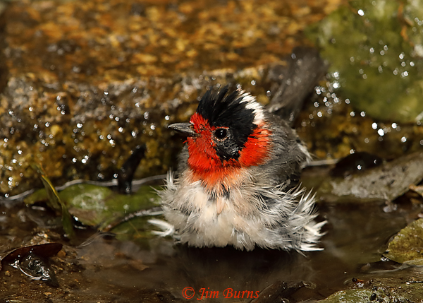 Red-faced Warbler immature bathing sequence #1--5667