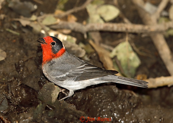Red-faced Warbler--5973