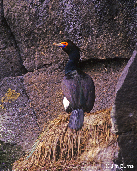 Red-faced Cormorant female on nest