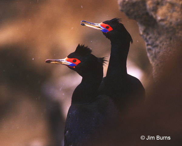Red-faced Cormorants in snowstorm