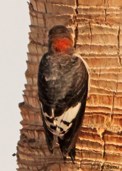 Red-headed Woodpecker juvenile showing incoming adult plumage on head--5386
