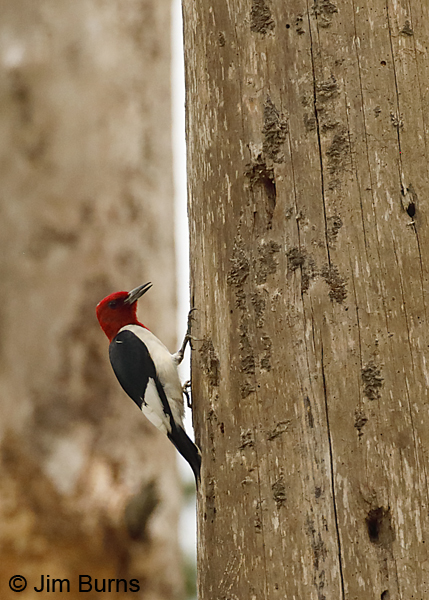 Red-headed Woodpecker callling--9193