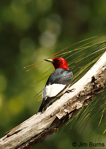 Red-headed Woodpecker in pines--9275