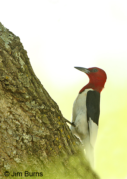Red-headed Woodpecker adult