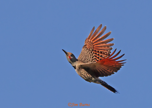 Red-shafted Flicker male showing off red shafts--8118
