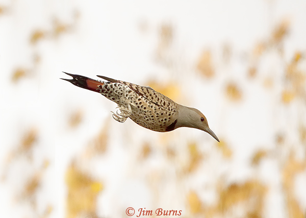 Red-shafted Flicker female in flight--2251