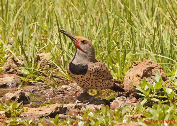 Red-shafted Flicker male drinking at Beehive Spring--5537