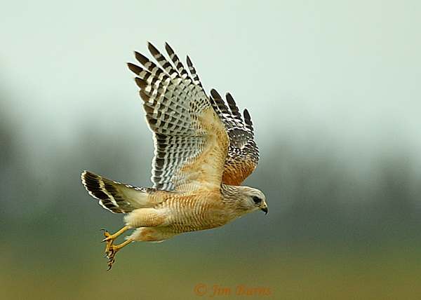 Red-shouldered Hawk in flight ventral wing--9699
