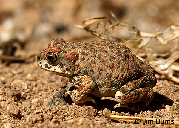 Red-spotted Toad profile