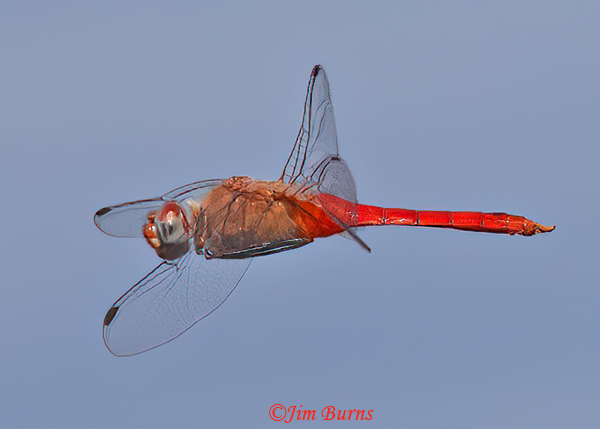 Red-tailed Pennant male in flight, Maricopa Co., AZ, August 2023--3130