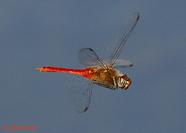 Red-tailed Pennant male, Maricopa Co., AZ, October 2018--9053
