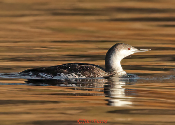Red-throated Loon, basic plumage, winter in Arizona--8646