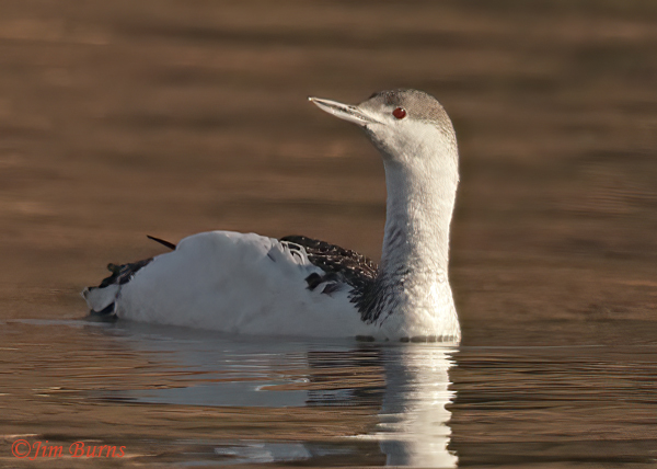Red-throated Loon, basic plumage, winter in Arizona--8669