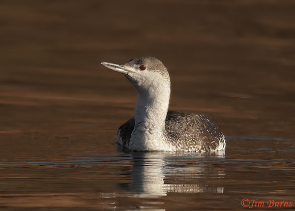 Red-throated Loon, basic plumage, winter in Arizona--8686