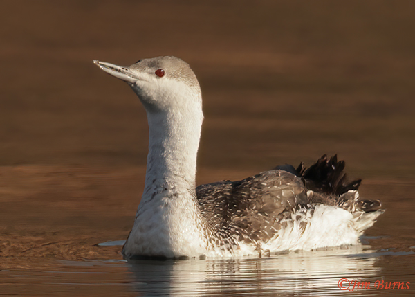 Red-throated Loon, basic plumage, winter in Arizona--8701
