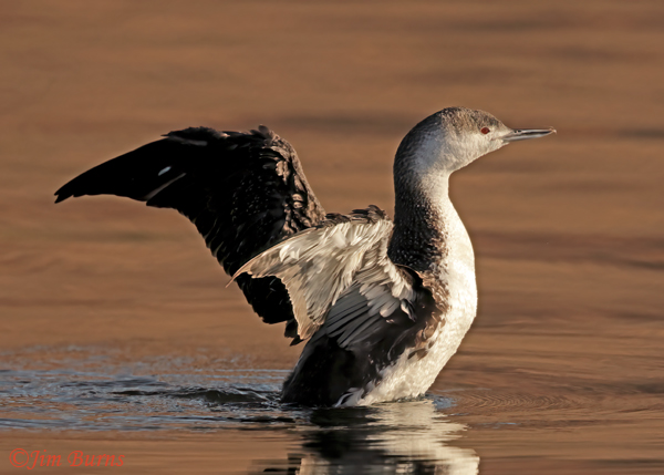 Red-throated Loon, basic plumage, winter in Arizona--8768