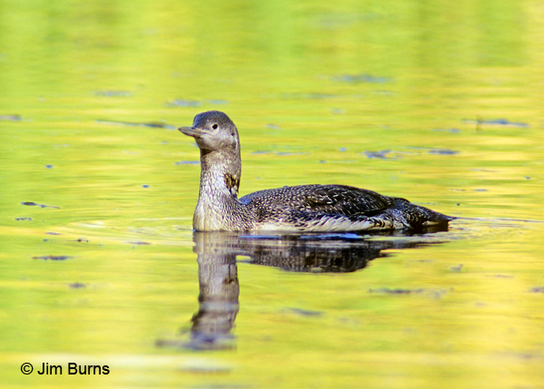 Red-throated Loon adult winter