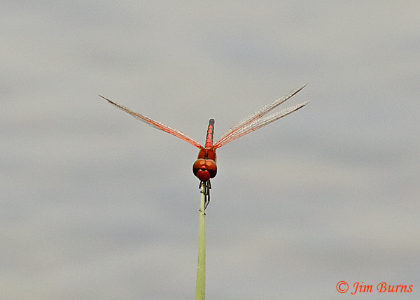 Red-veined Pennant male face shot, Marion Co. FL, July 2019--4419