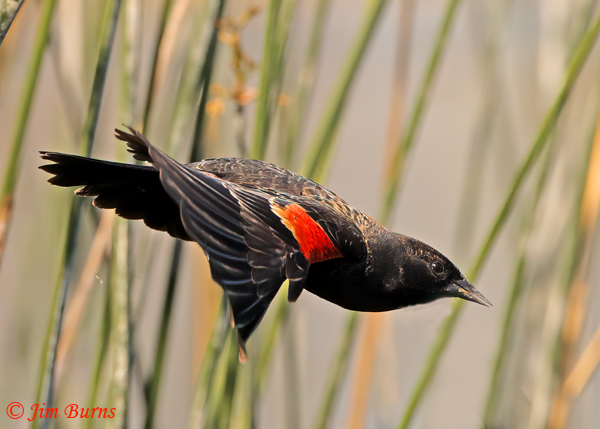 Red-winged Blackbid male flying through reeds--7445