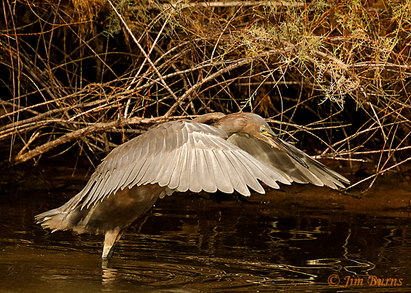 Reddish Egret immature canopy feeding in Tamarisk--9910