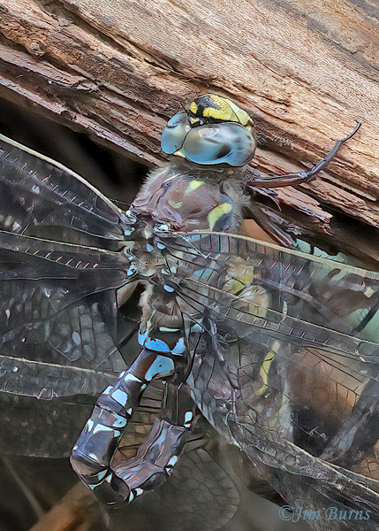 Riffle Darner male in tandem with ovipositing female, Gila Co., AZ, August 2023--0755