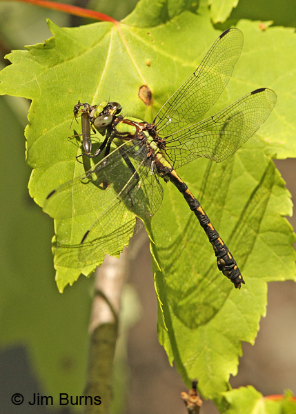 Riffle Snaketail male eating fly, Rusk Co., WI, June 2014