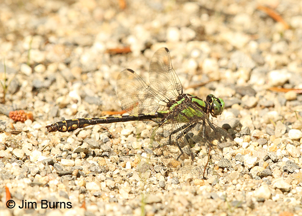 Riffle Snaketail male on river gravel, Essex Co., VT, July 2014