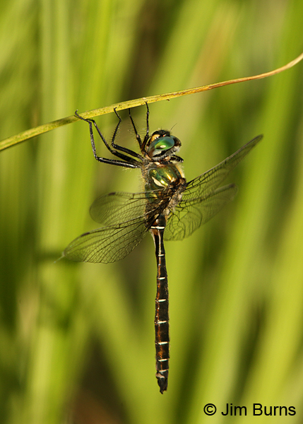 Ringed Emerald male, Anchorage, AK, June 2015