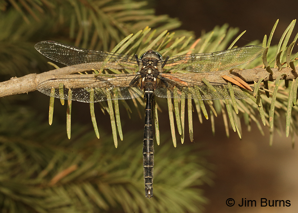 Ringed Emerald male showing diagnostic appendages, Deschutes Co., OR, August 2015