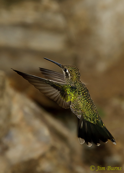Rivoli's Hummingbird female hovering--6000