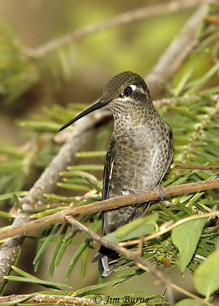 Rivoli's Hummingbird female--6002