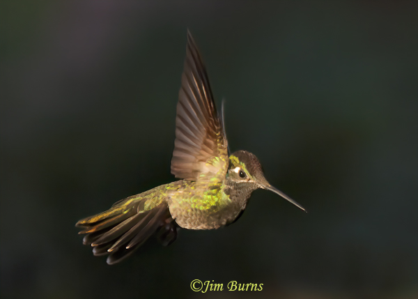 Rivoli's Hummingbird male hovering--3901