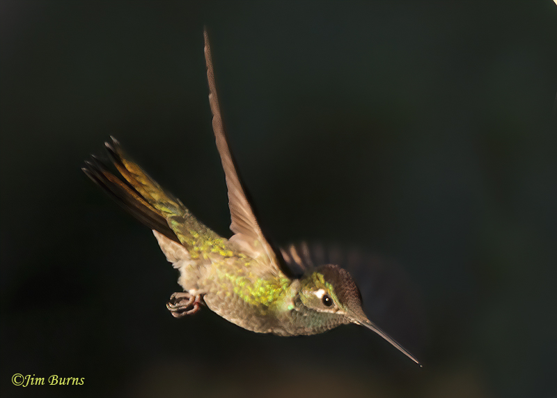 Rivoli's Hummingbird male in flight--3902