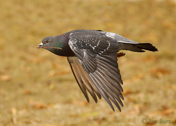 Rock Pigeon in flight with nesting material