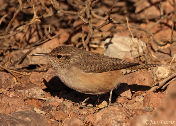 Rock Wren camouflage in rocks--1000