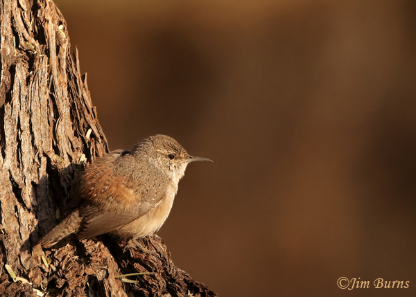 Rock Wren sunning on a cold morning--2878