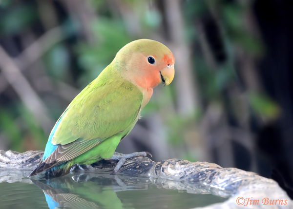 Rosy-faced Lovebird cooling off--2478