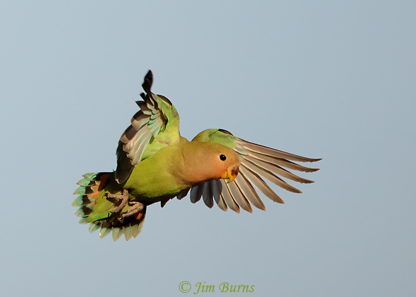 Rosy-faced Lovebird juvenile in flight-2702