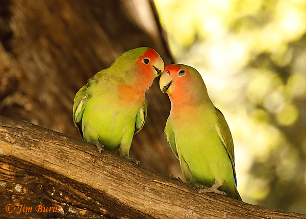 Rosy-faced Lovebirds allopreening--6014